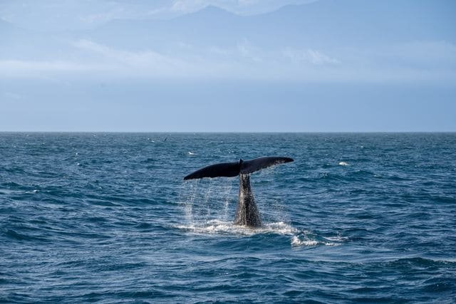 Whale Watching, Mirissa