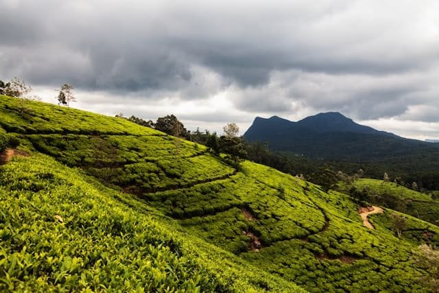 Nuwara Eliya