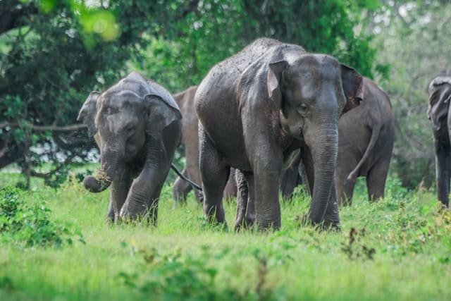 Elephants, Minneriya National Park