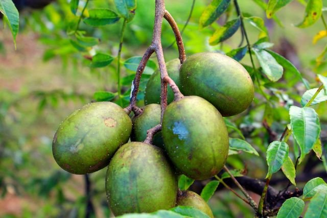 Ambarella, a seasonal fruit in Sri Lanka