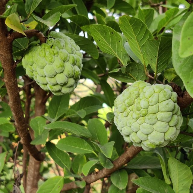 Custard Apple