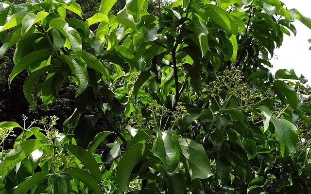 Cinnamon tree (Cinnamomum verum)