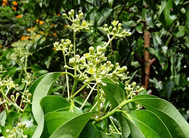 Cinnamon tree (Cinnamomum verum)
