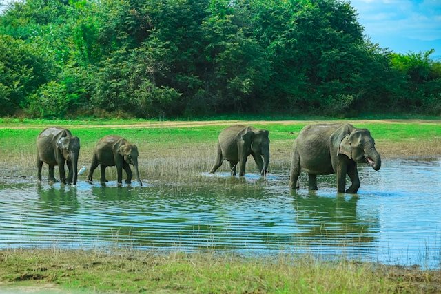 Elephants in Udawalawe National Park