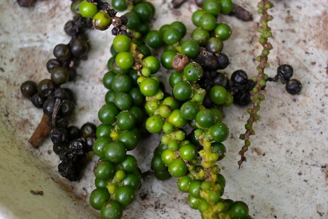 Black Pepper Before Drying