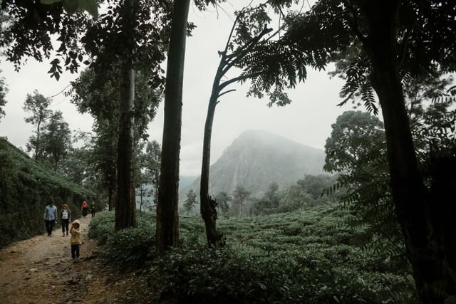 Nature Walks in Misty Mountains