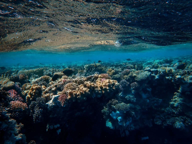Corals in Hikkaduwa, Sri Lanka
