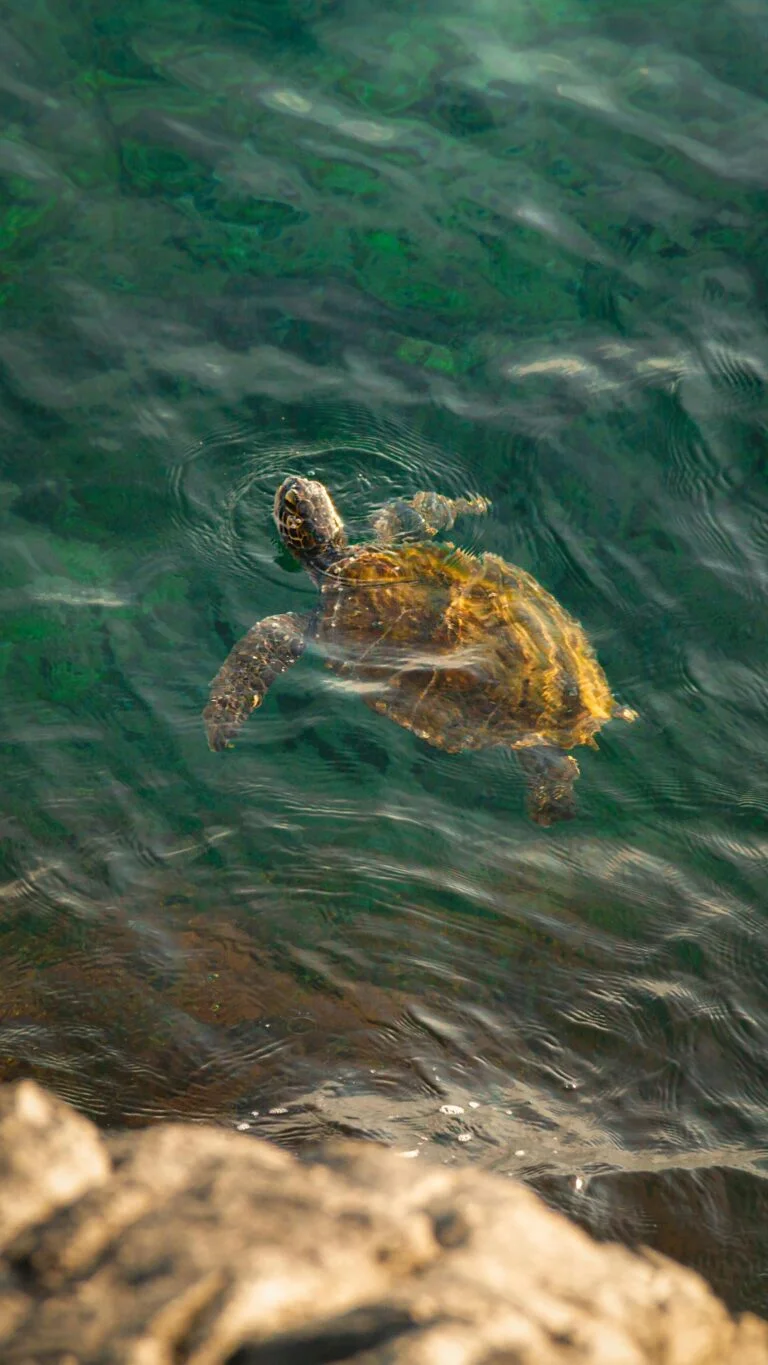 Turtles in Hikkaduwa, Sri Lanka